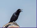 Great-tailed Grackle